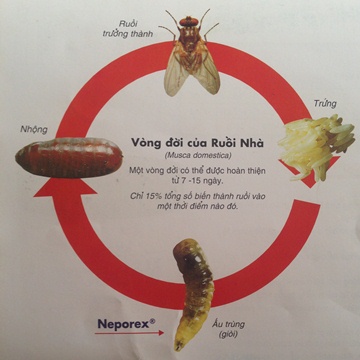 thuốc diệt ấu trùng ruồi (giòi) Neporex