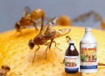 Thuốc diệt ruồi đục trái Sofri Protein
