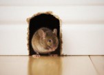 Cách bẫy chuột bằng keo dính đơn giản cho nhà mình