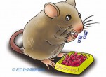 Cách diệt chuột bằng mùi hương dễ tìm