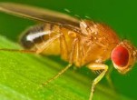 Làm sao biết cách diệt ruồi đơn giản?