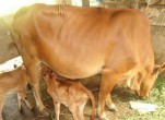 Cách diệt muỗi cho bò trong chăn nuôi