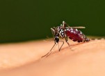 Cách diệt muỗi hiệu quả nhất là gì?