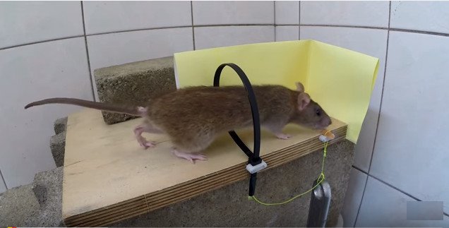 Bẫy chuột thông minh bằng thòng lọng