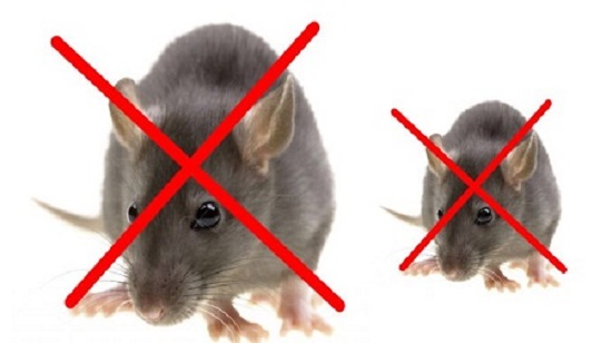 Tổng hợp các cách đuổi chuột xạ hiệu quả nhất